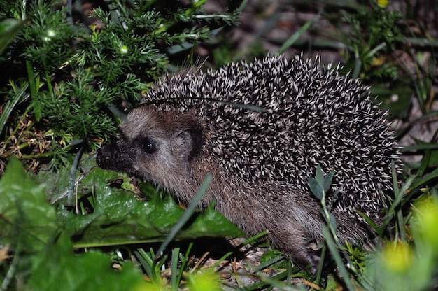 Photo hedgehog on a night hunt