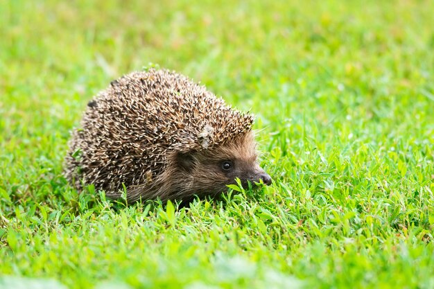 写真 草の上のハリネズミ