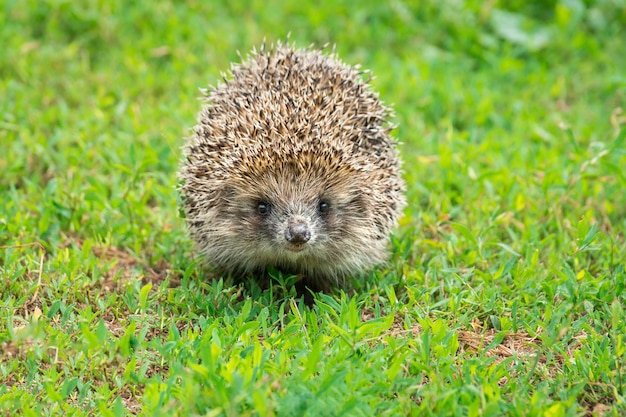 写真 ハリネズミ、草の上