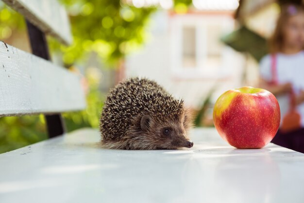 Photo hedgehog and red ripe apple. copy space