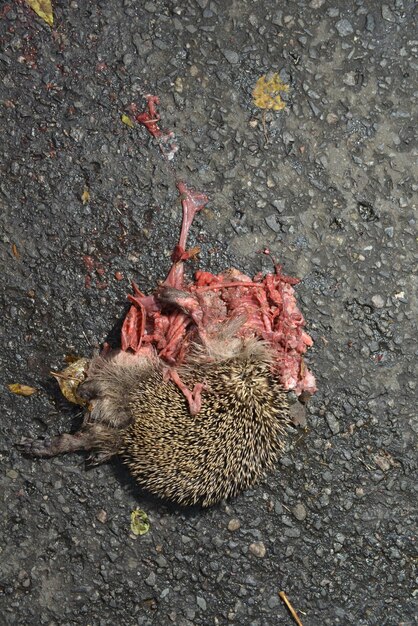 Photo hedgehog roadkill