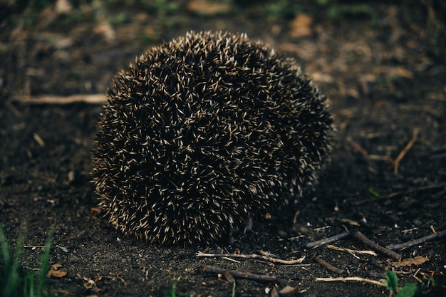 Hedgehog scenting danger curled up in a ball exposing\
needles.