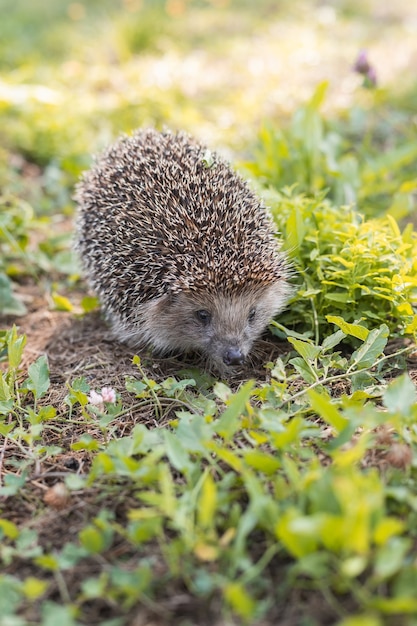Hedgehog (Scientific name: Erinaceus Europaeus) close up of a wild, native, European hedgehog, facing right in natural garden habitat on green grass lawn. Horizontal. Space for copy.