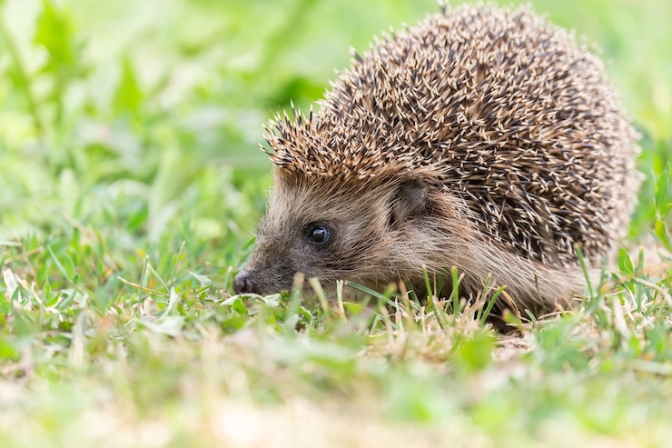 Photo hedgehog (scientific name: erinaceus europaeus) close up of a wild, native, european hedgehog, facing right in natural garden habitat on green grass lawn. horizontal. space for copy.