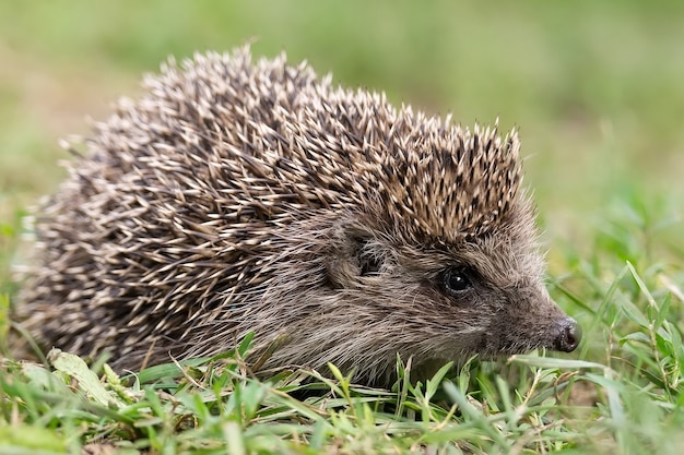 Hedgehog (Scientific name: Erinaceus Europaeus) close up of a wild, native, European hedgehog, facing right in natural garden habitat on green grass lawn. Horizontal. .