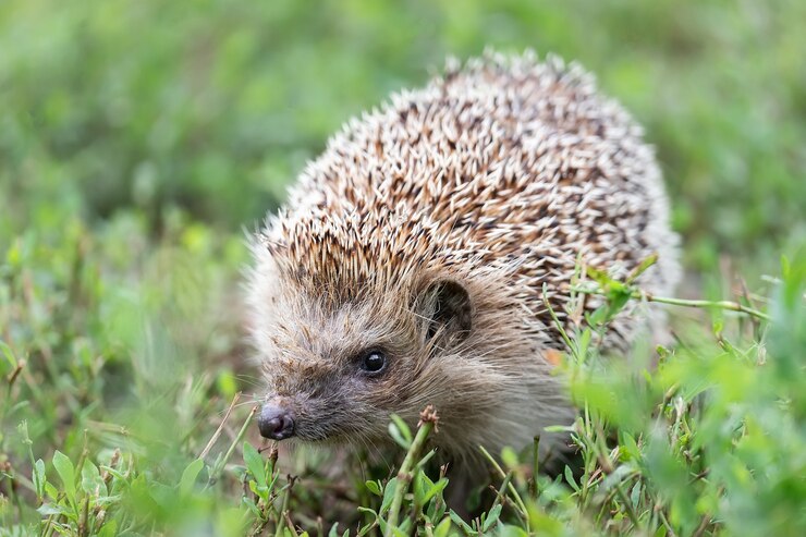 Photo hedgehog (scientific name: erinaceus europaeus) close up of a wild, native, european hedgehog, facing right in natural garden habitat on green grass lawn. horizontal. .