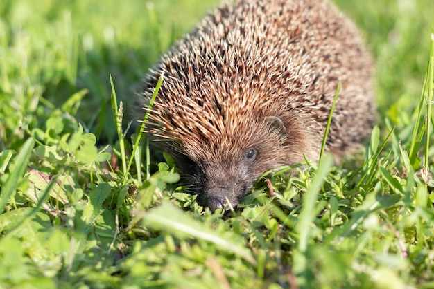 緑の草の生息地にある小さな可愛い野生のヘッジホッグ 科学名 Erinaceus europaeus 横向き 昼間