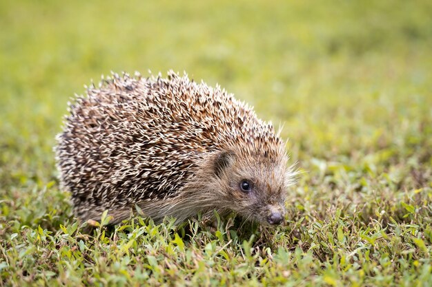 Hedgehog walking on a field