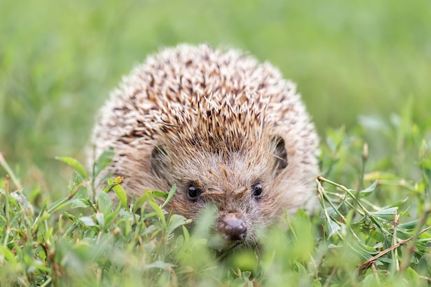 Hedgehog walking on a field