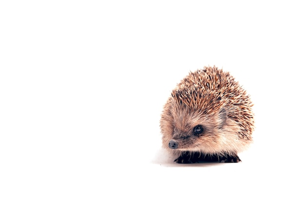 Hedgehog on a white isolated background. Front view