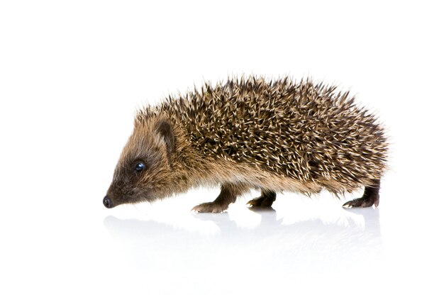 Hedgehog on white