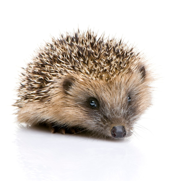 Hedgehog on white