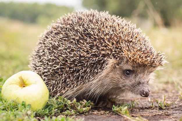 Hedgehog with Apple