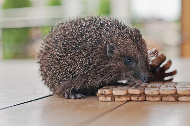 Hedgehog on the wooden table with cons