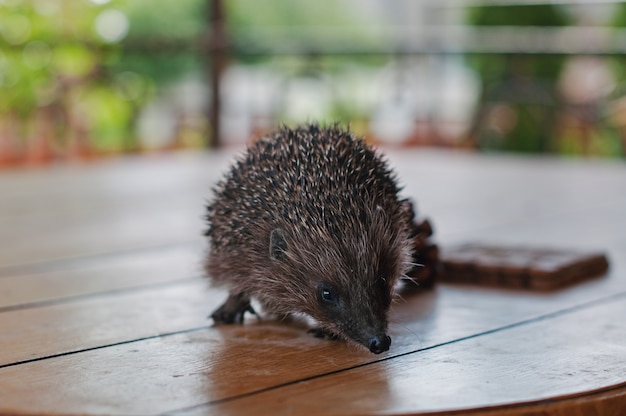 Hedgehog on the wooden table 