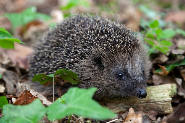 Hedgehog in the woods