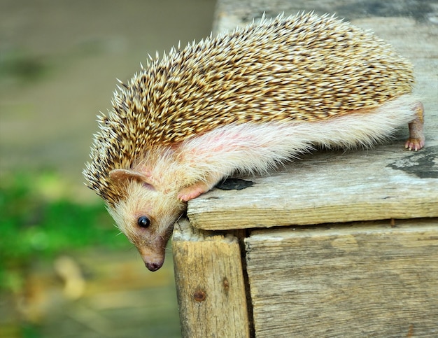 Hedgehog