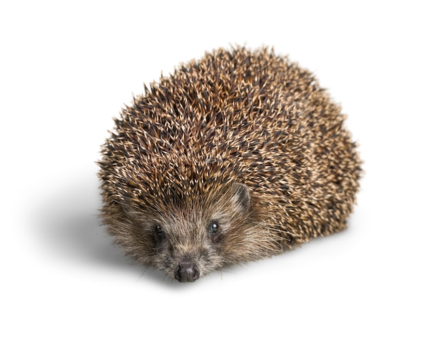 Hedgehog