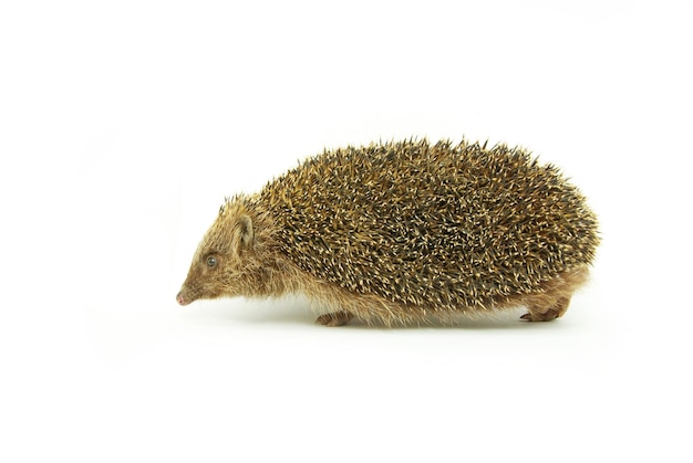 Hedgehog