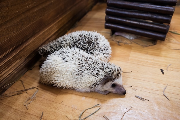 ハリネズミは動物園で家で寝ます