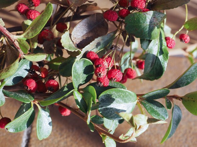 Hedgerow plant with berries