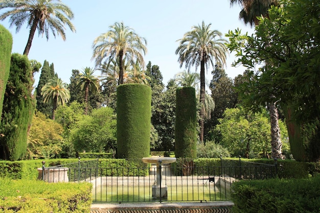 Photo hedges and trees in park