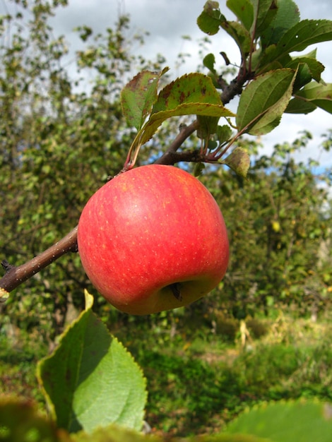 Heel smakelijke en rijpe rode appel.