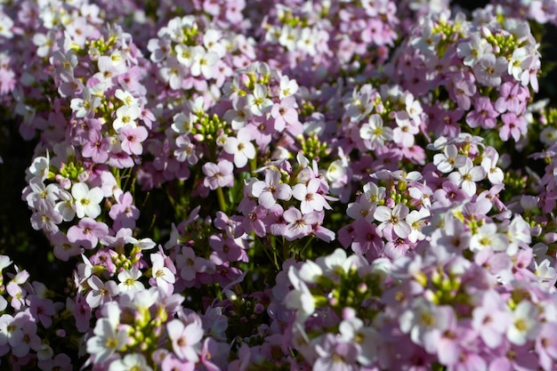 Heel veel bloemen close-up