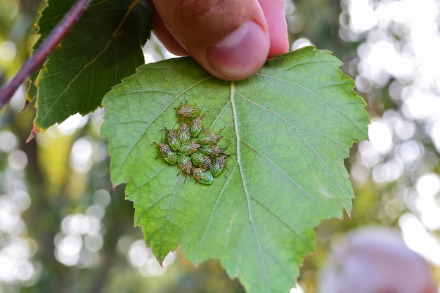 Heel wat houtinsecten op een berkblad