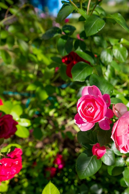 Foto heel wat kleine roze rozen op struikclose-up in zonsondergangtuin. pioenrozenstruik bloeit in de achtertuin op een heldere zomerdag. bloemdecoratie en landschapsontwerp