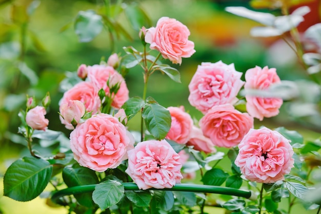 Heel wat roze rozen op struikclose-up in tuin