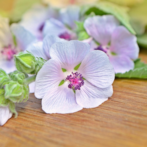 Heemstbloem Althaea