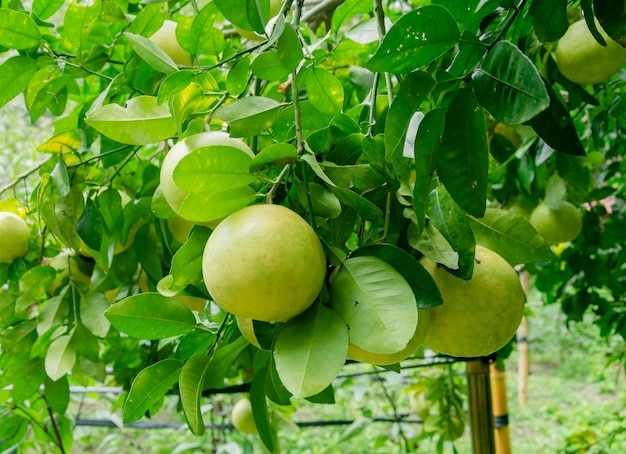 heerlijk grapefruitfruit in de tuin