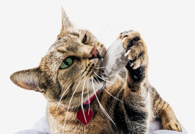 Heerlijke Bengaalse kat ligt op een zacht kussen en speelt met een speelgoedmuis.