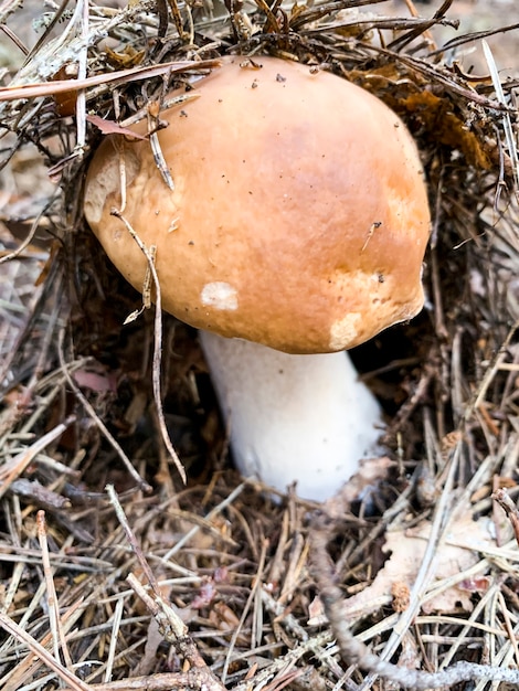 Foto heerlijke eetbare eekhoorntjesbrood boletus groeien in bos.