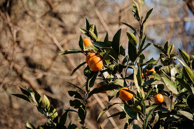 Heerlijke mandarijn op de groene bladerenboom. Conceptie van de lente, nieuw leven in de natuur.