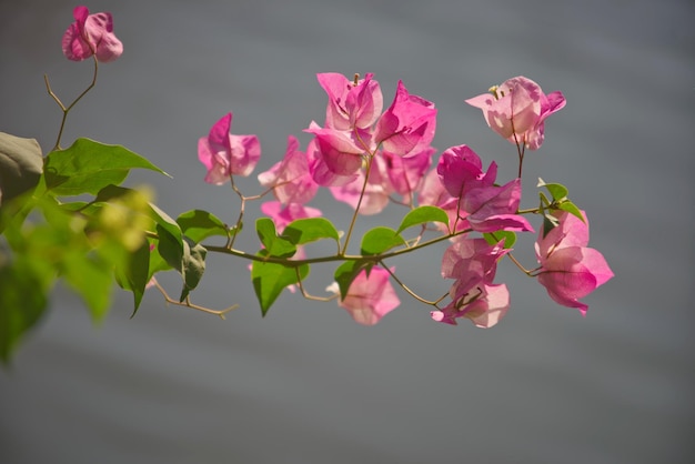 Heerlijke roze bougainvillea bos met vervaging grijze achtergrond