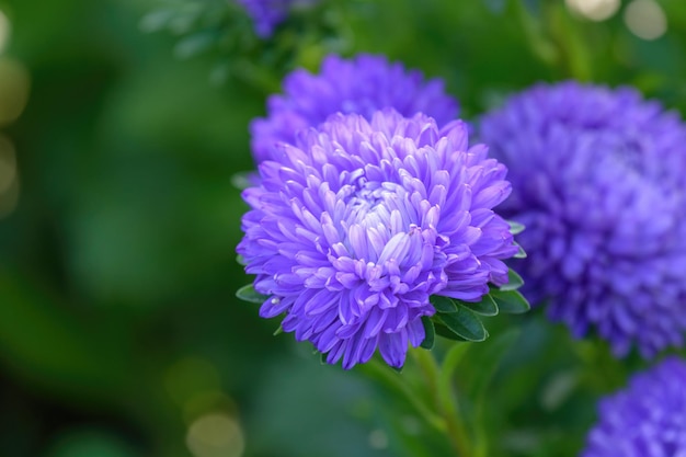 Heerlijke toppen van violette asterbloemen in de tuin