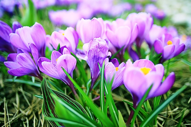 Heerlijke voorjaarsbloemen