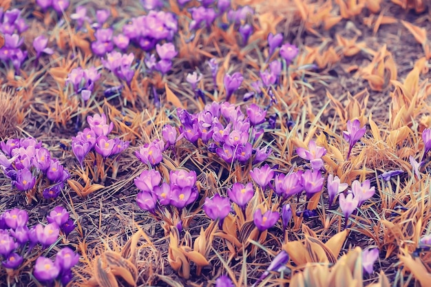 Heerlijke voorjaarsbloemen