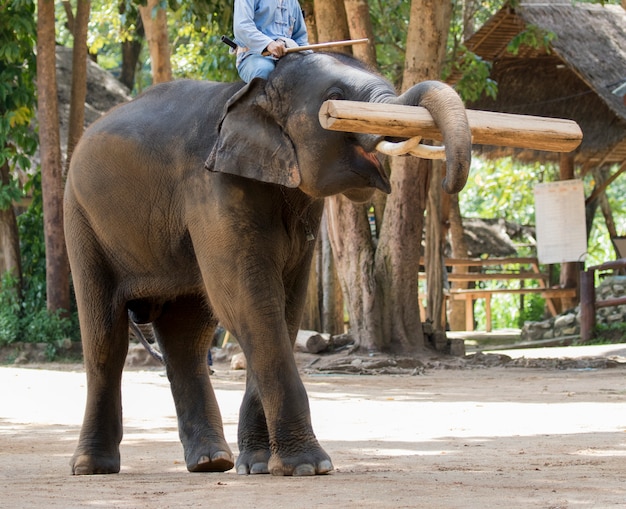 Heffen de olifanten hout in thailand op.