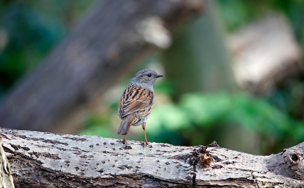 Heggenmus jaagt op insecten in de tuin