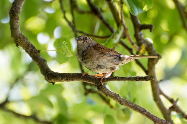 Heggenmus zat in een perenboom