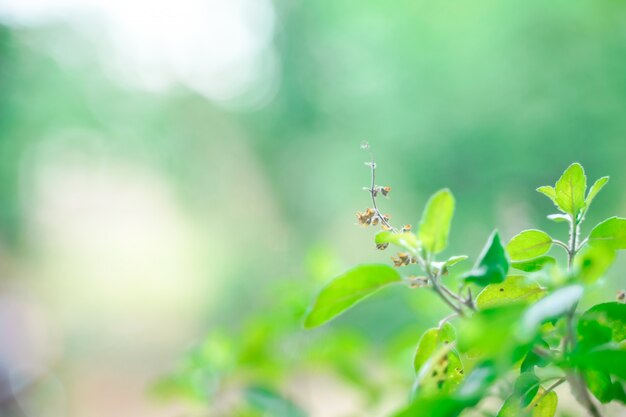 Heilig basilicum Groen blad op heilige basilicumboom