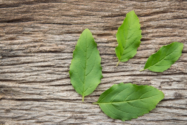 heilige basilicum blad kruiden ingrediënt voor gebruik in een gezonde levensstijl