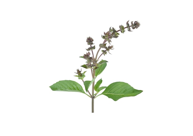 Heilige Basilicum, Ocimum sanctum isolaat op witte achtergrond