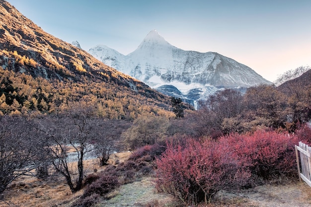 Heilige berg yangmaiyong met herfst dennenbos