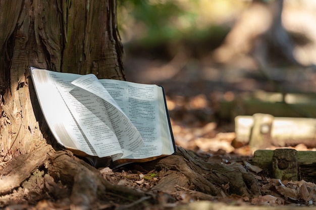 Heilige Bijbel buiten op boomstam