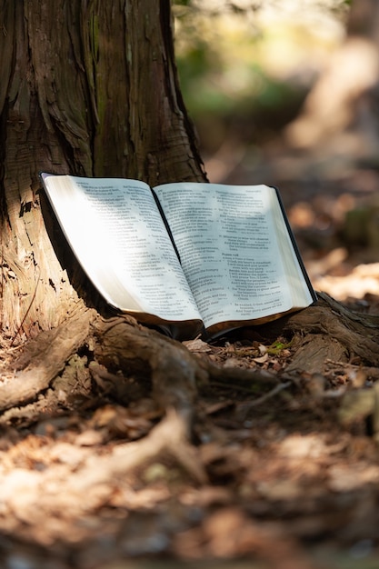 Heilige Bijbel geopend in Psalm 107 en Psalm 108 buiten op de boomstam en zonlicht