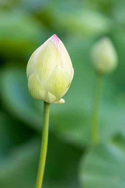 Heilige lotus Nelumbo Nucifera lotus van India